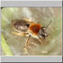 Andrena haemorrhoa - Sandbiene w05.jpg